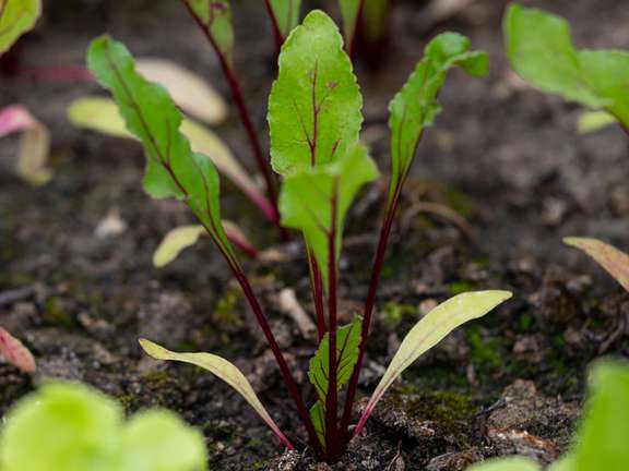 Alternative text should describe the visual content of the image.