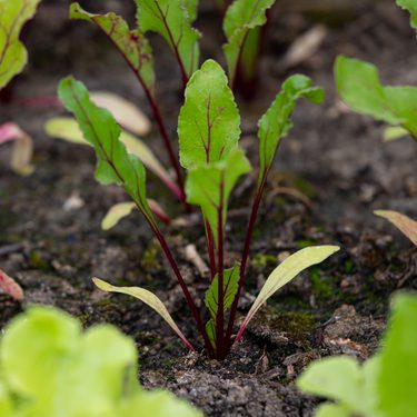 Alternative text should describe the visual content of the image.