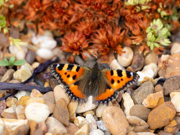 Alternative text should describe the visual content of the image.