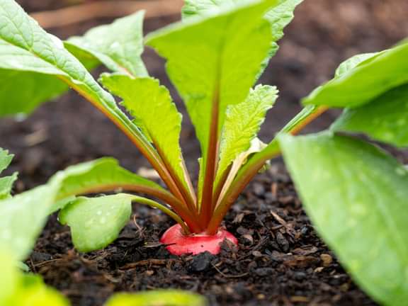 Alternative text should describe the visual content of the image.