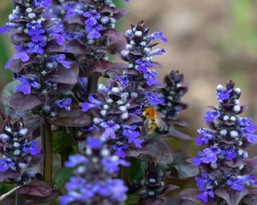 Alternative text should describe the visual content of the image.