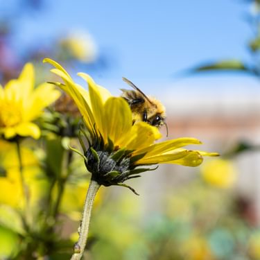 Bee on flower