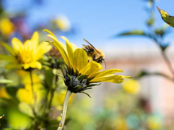 Bee on flower