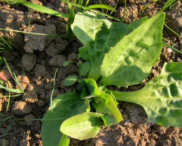 Greater plantain leaves