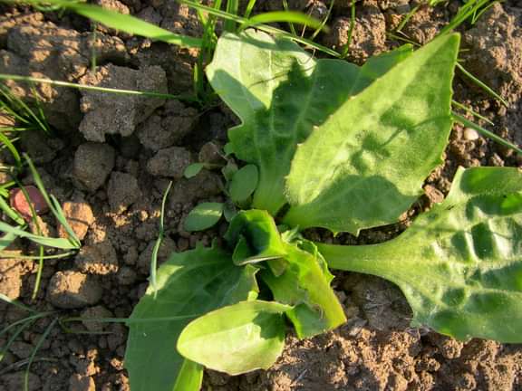 Greater plantain leaves
