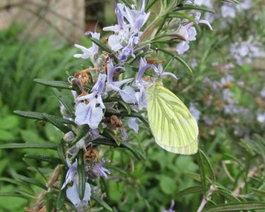 Alternative text should describe the visual content of the image.