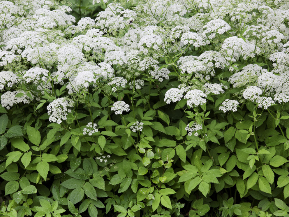 Ground Elder in flower