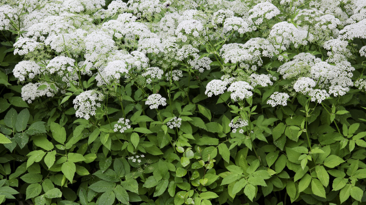 Ground Elder in flower