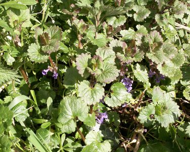 Ground ivy viewed from above