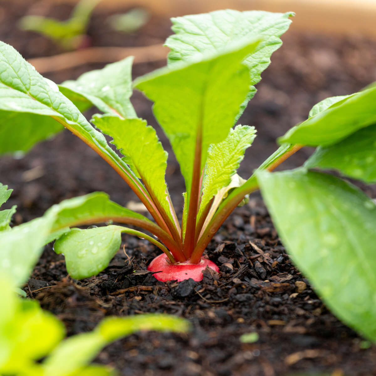 Vegetable plants emerging from the ground