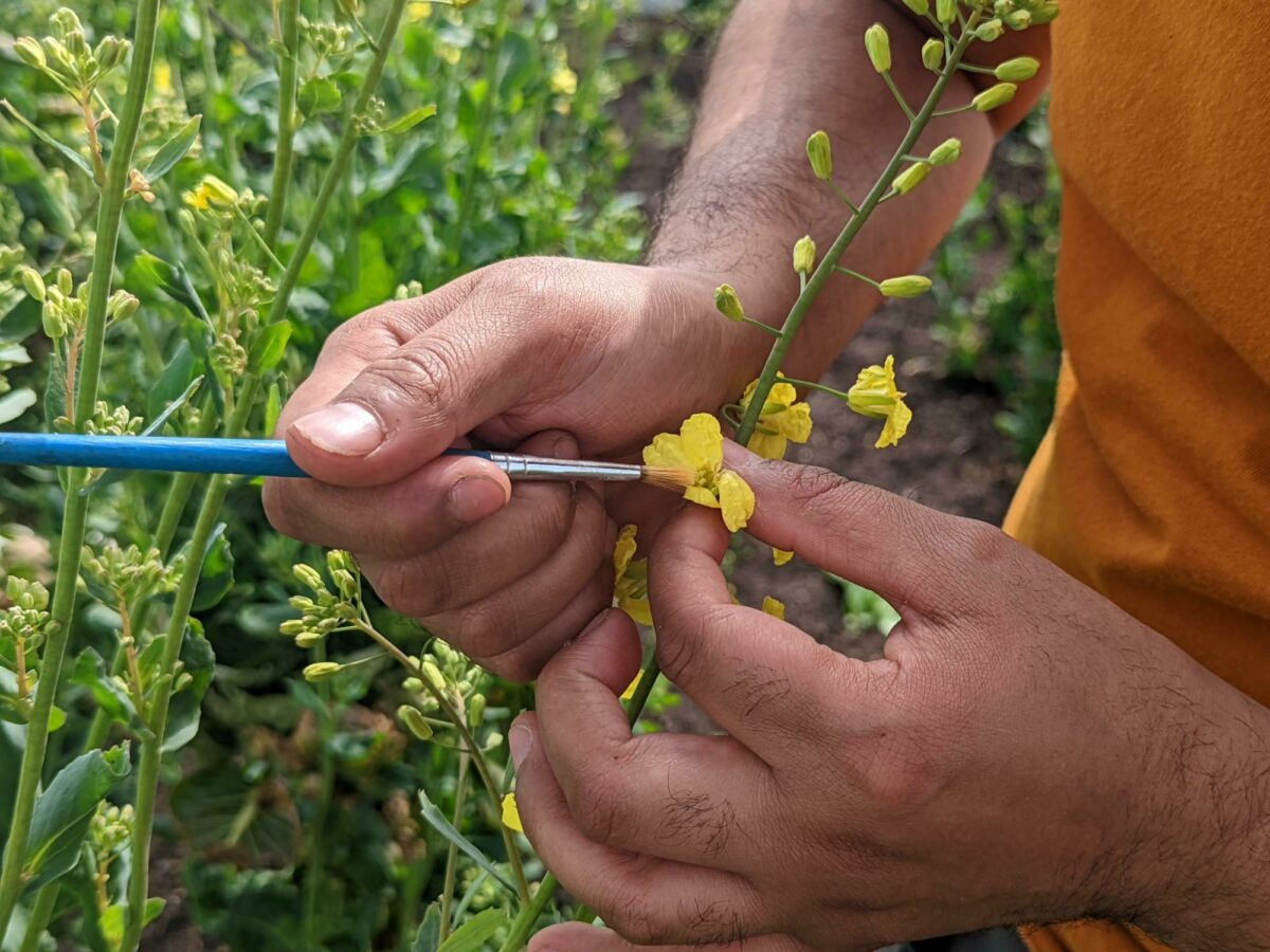 Hand pollinating brussel sprout