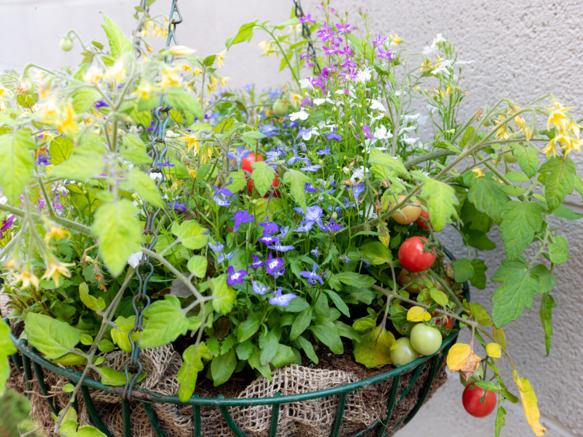Hanging basket