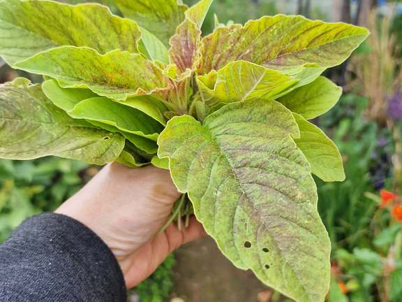 Alternative text should describe the visual content of the image.