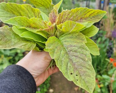 Alternative text should describe the visual content of the image.