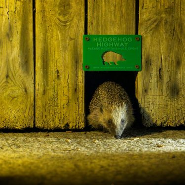 Alternative text should describe the visual content of the image.