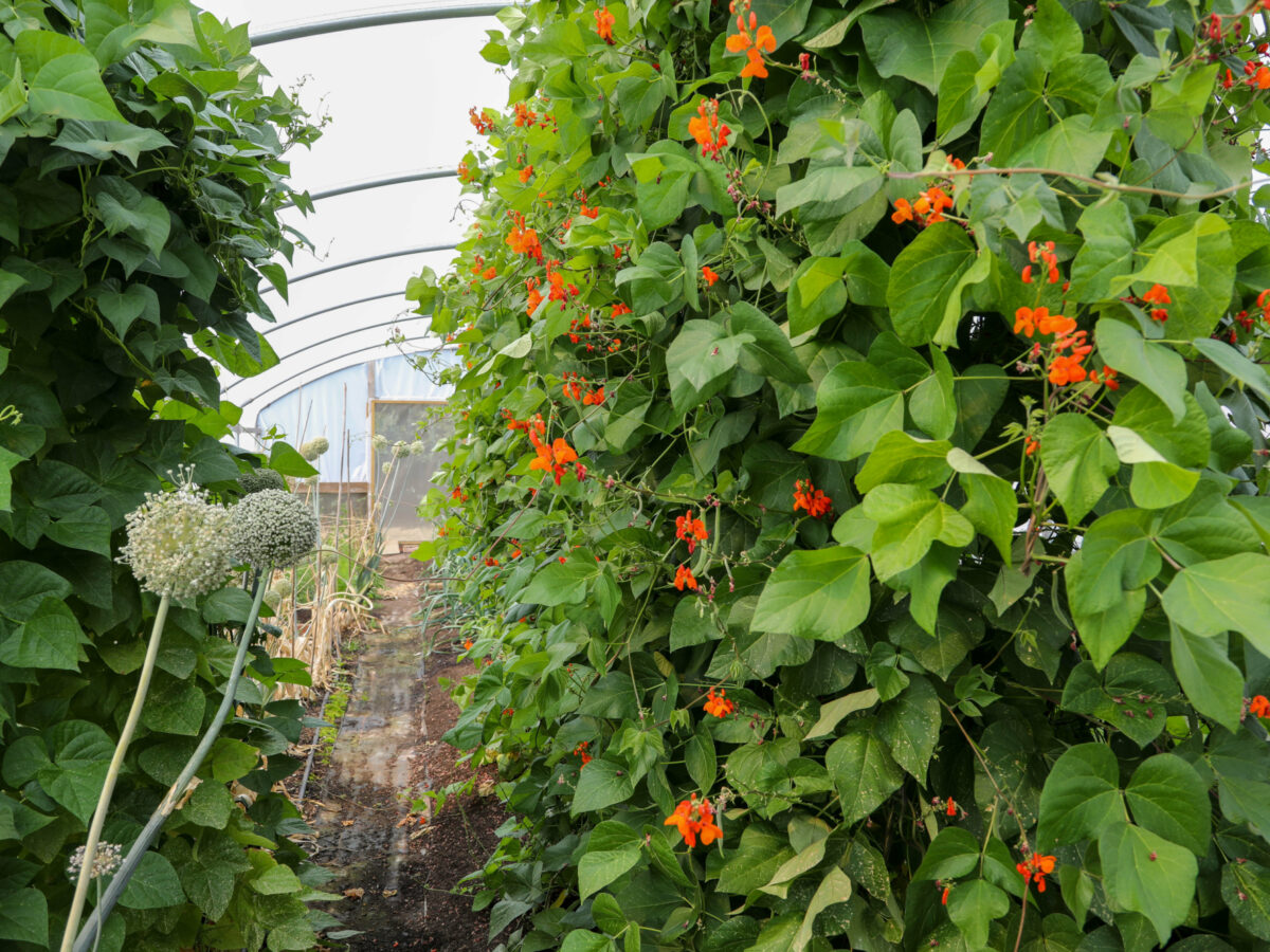 Heritage Seed Library polytunnel