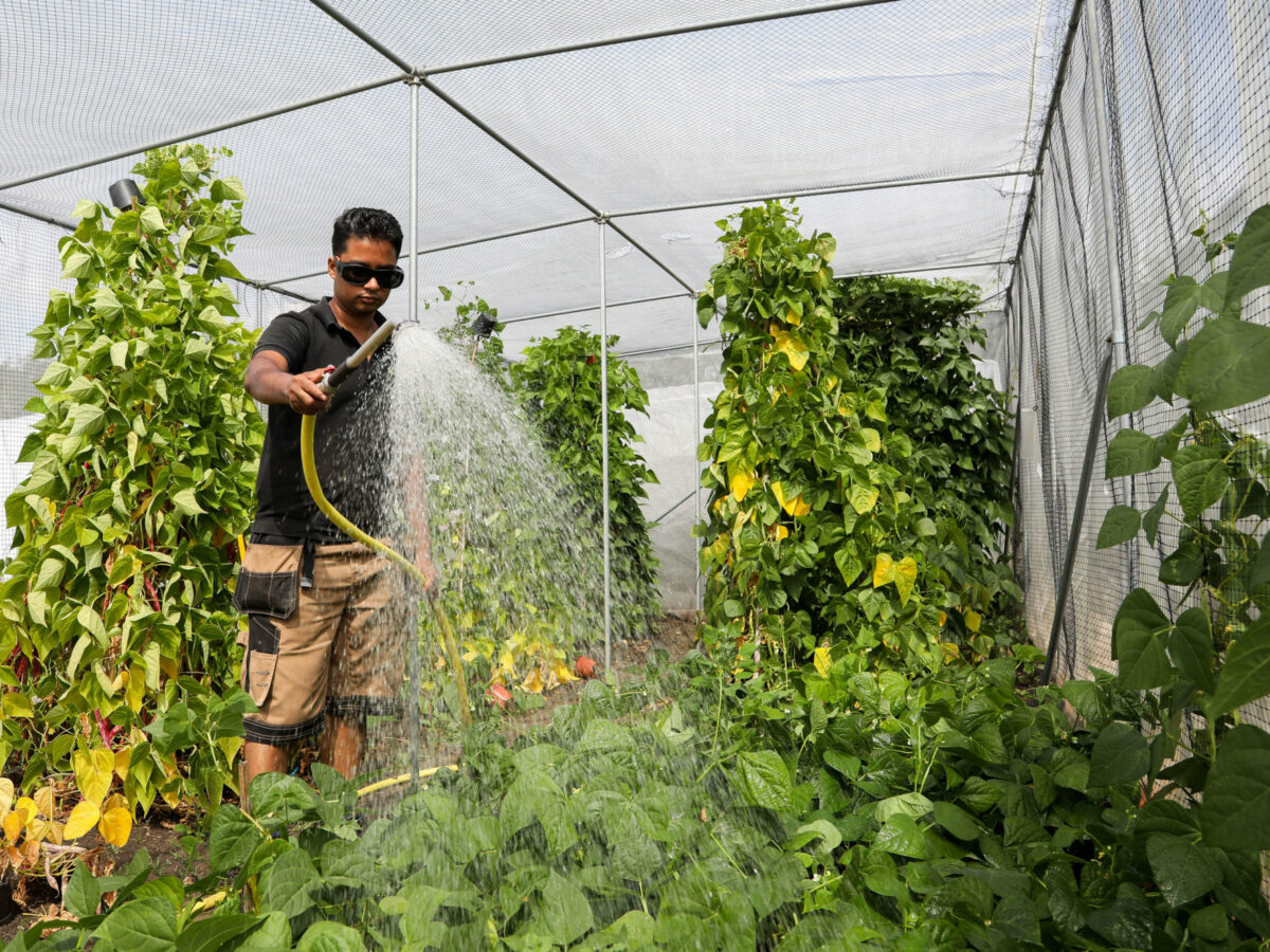 Heritage seed library tour