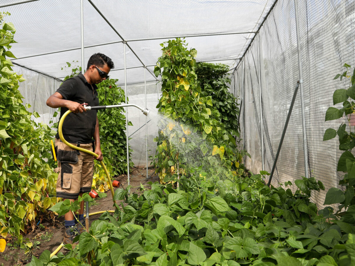 Heritage Seed Library volunteers