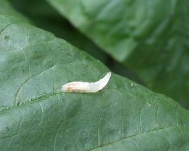 Alternative text should describe the visual content of the image.