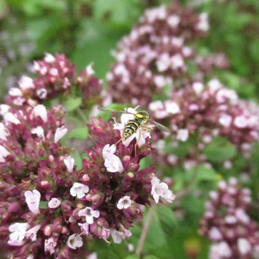 a flowering marjoram herb plant, with a hoverfly on it's flowers.