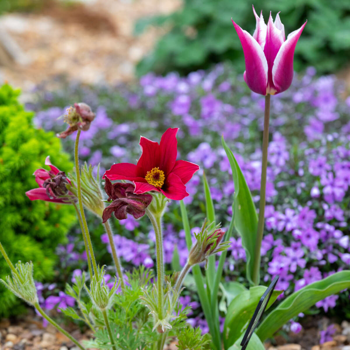 Spring flowers at Ryton gardens