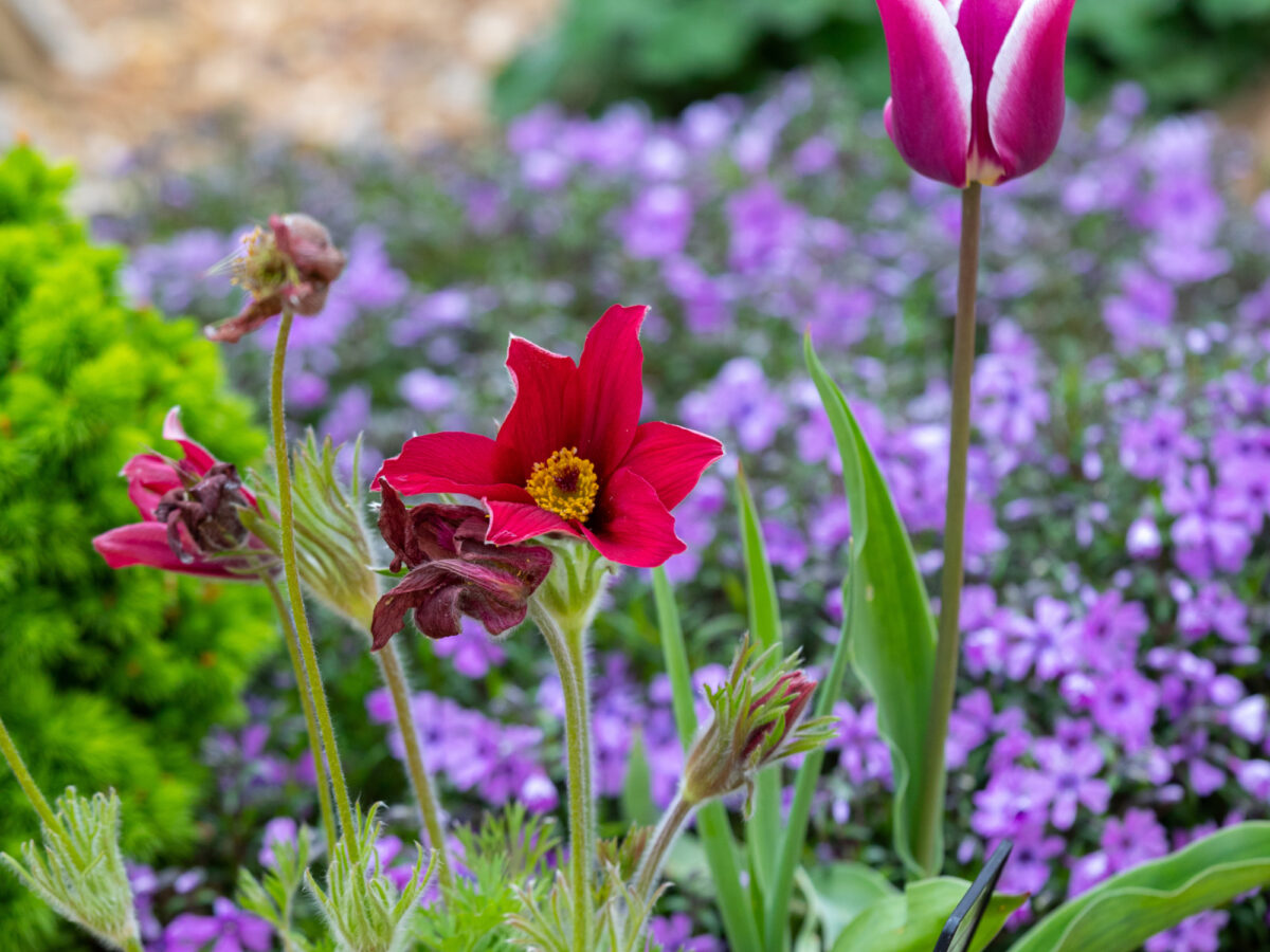 Spring flowers at Ryton gardens