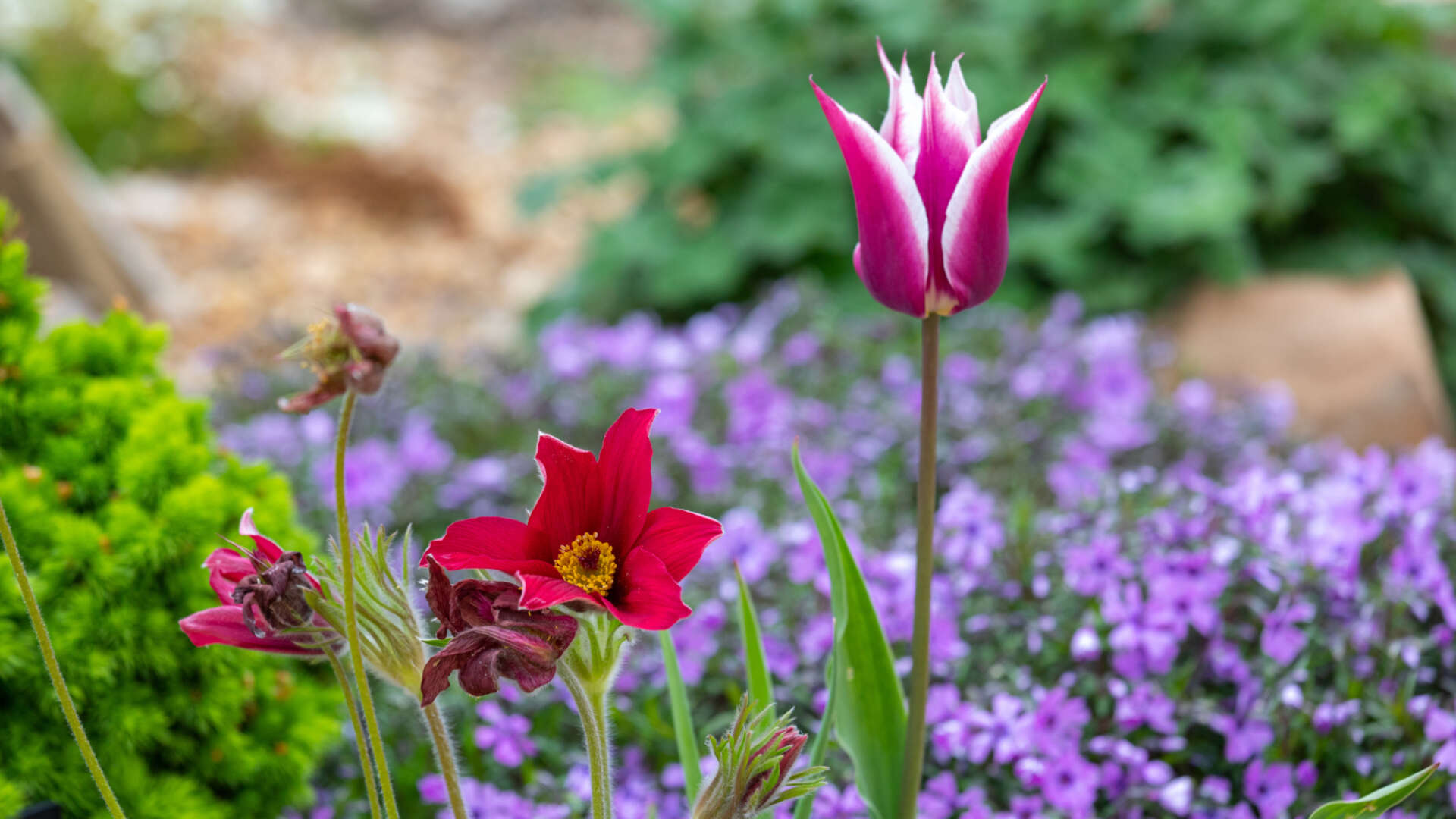 Flowers in Ryton gardens