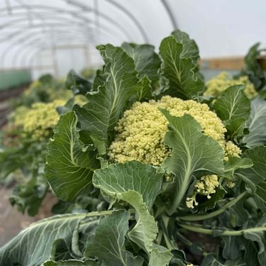 Alternative text should describe the visual content of the image.