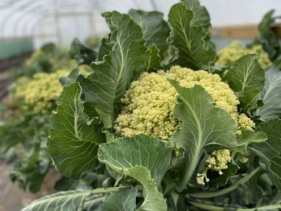 Alternative text should describe the visual content of the image.