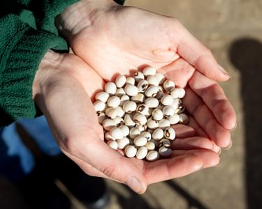 Alternative text should describe the visual content of the image.