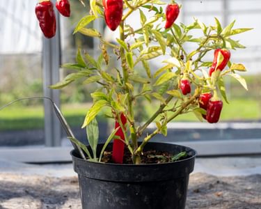 Hinklehatz Chilli in pot