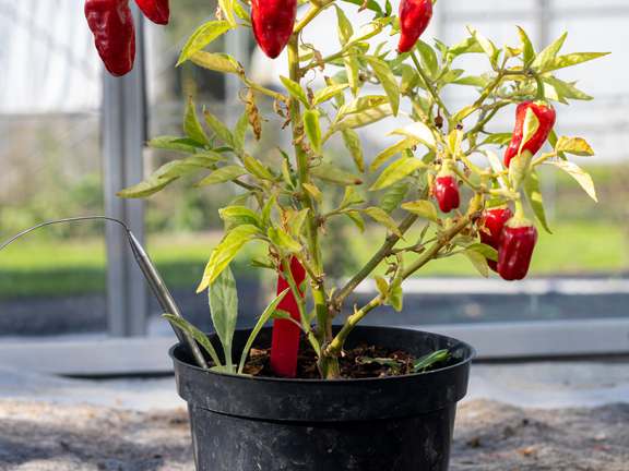 Hinklehatz Chilli in pot