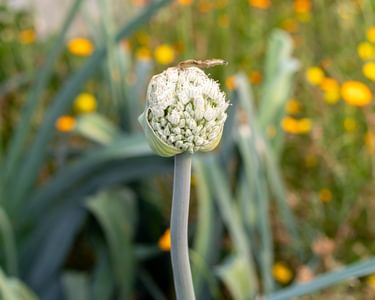 Alternative text should describe the visual content of the image.