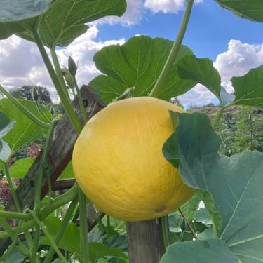 Alternative text should describe the visual content of the image.