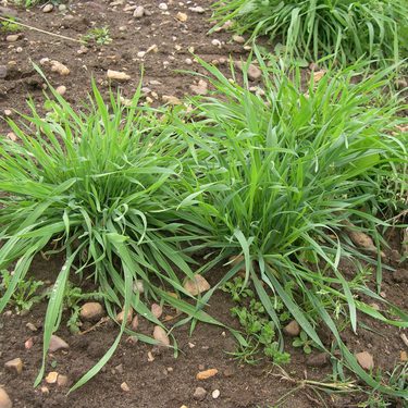 Hungarian Grazing Rye