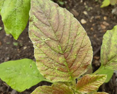 Alternative text should describe the visual content of the image.