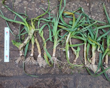 Alternative text should describe the visual content of the image.