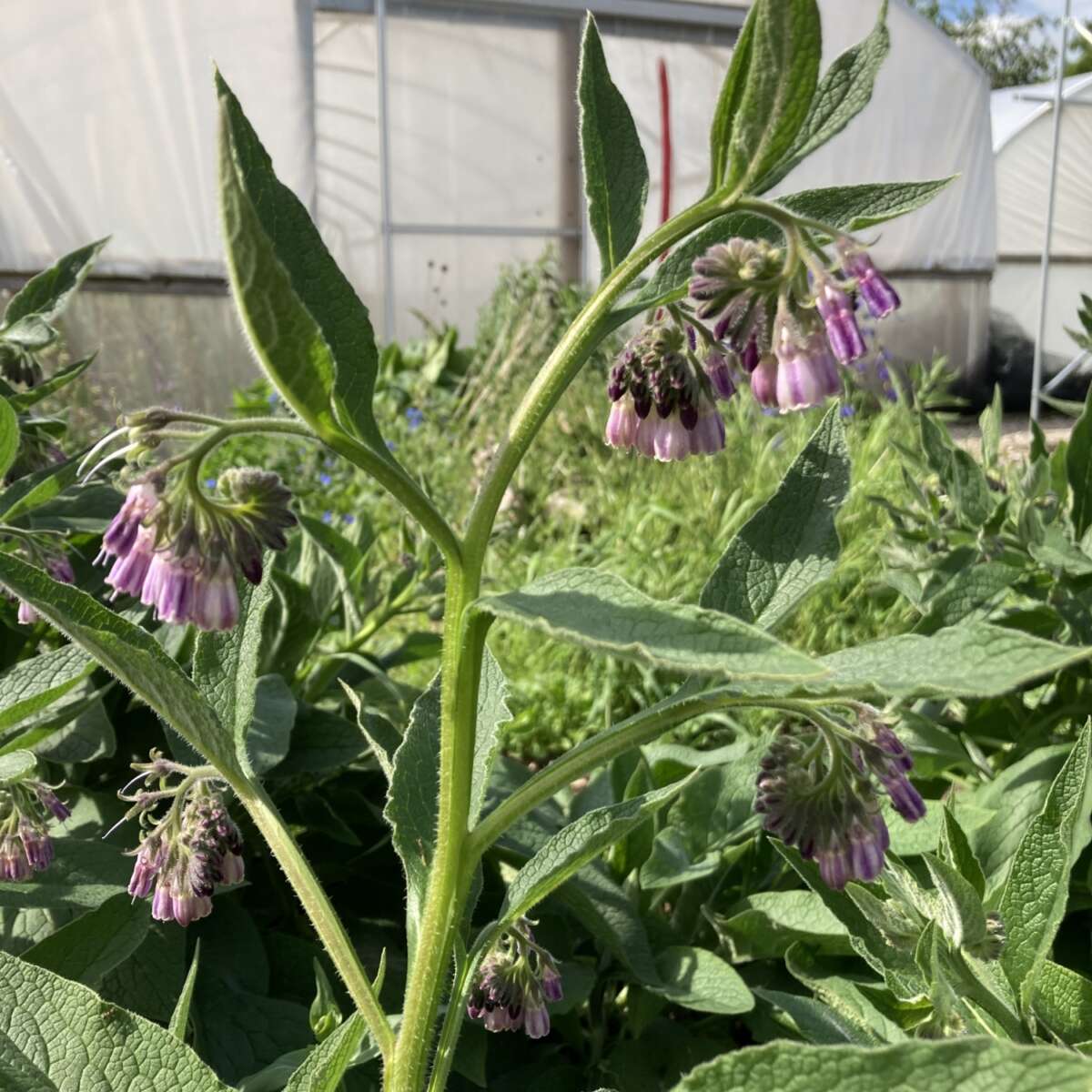 Bocking 14 Comfrey growing at Ryton