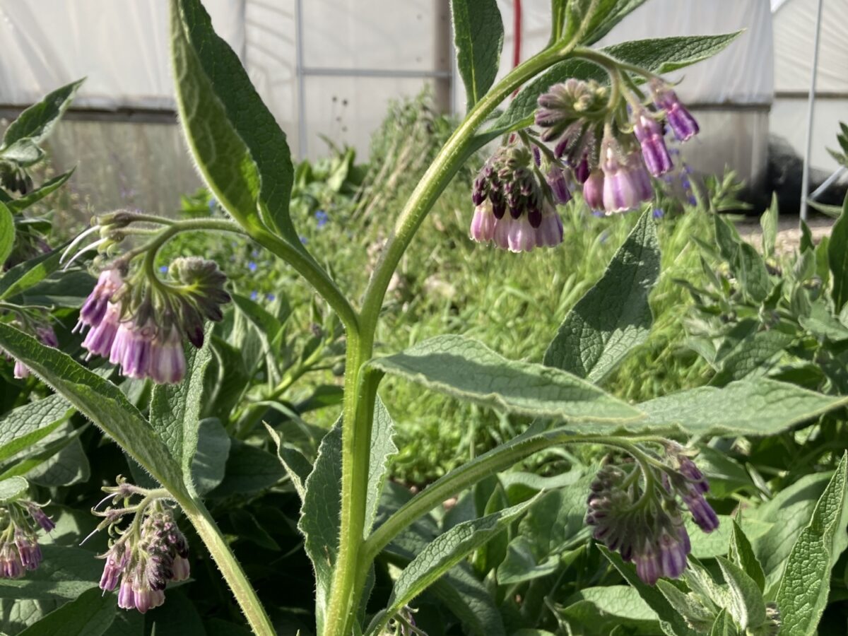 Bocking 14 Comfrey growing at Ryton