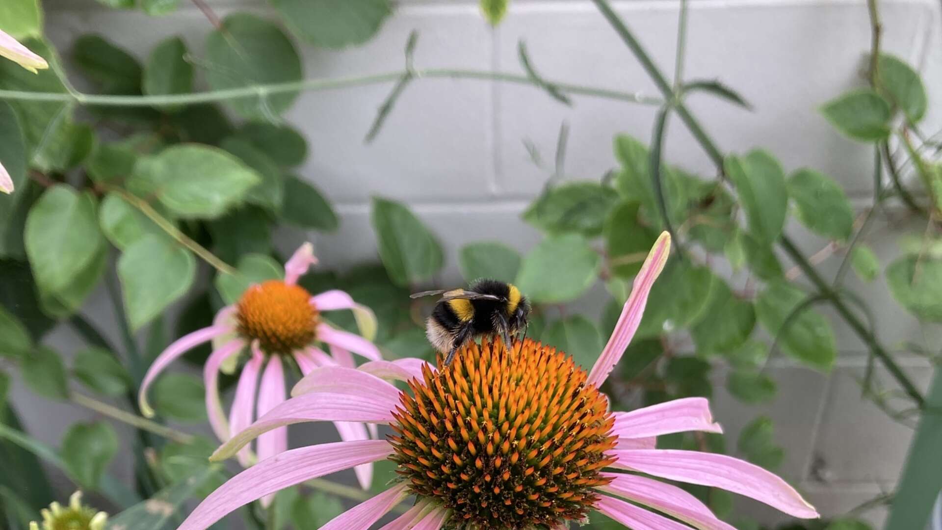 Bumblebee on echinacea.