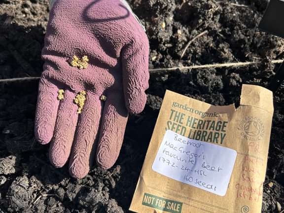 Mcgregors Beetroot in Hand