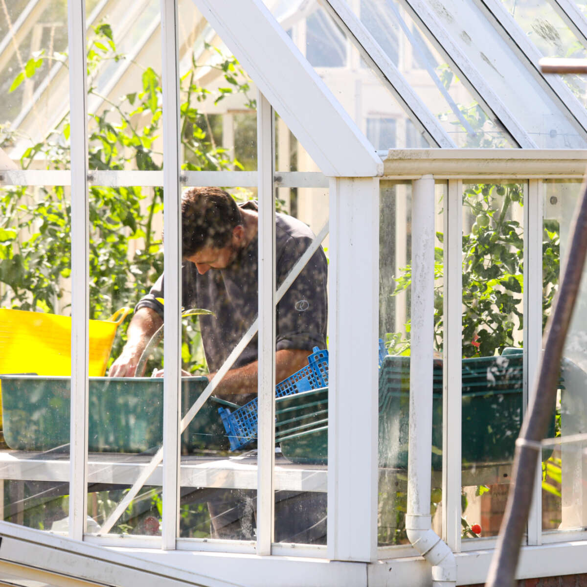 Planting inside the alitex at Ryton Gardens
