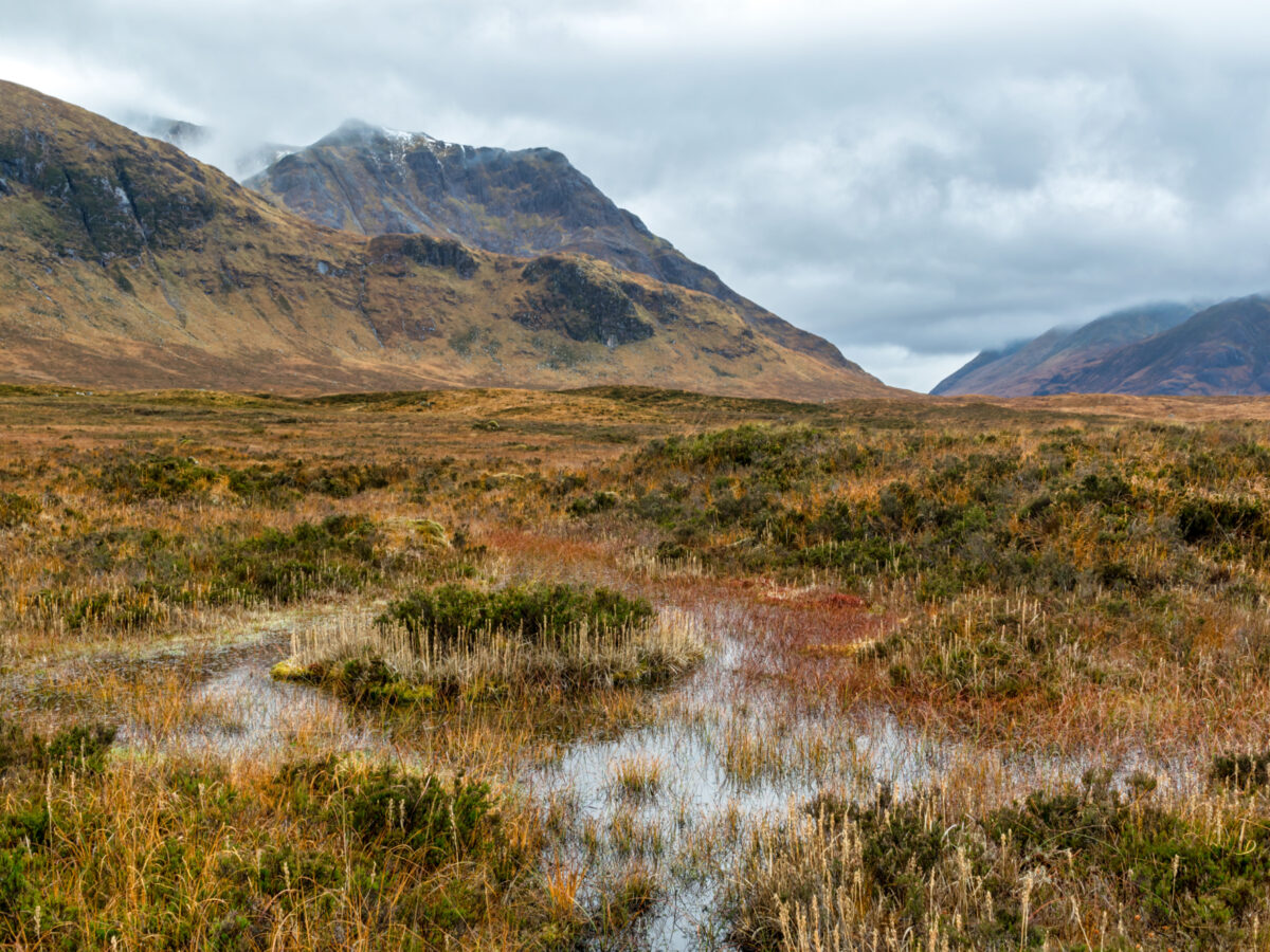 Image of peat bog