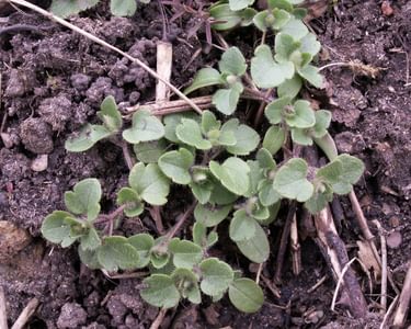 Ivy leaved speedwell