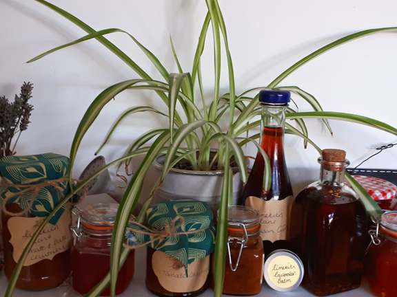 Jams and oils on shef surrounded by plants