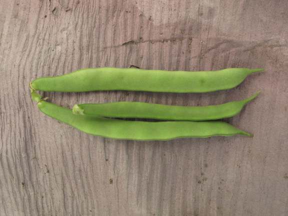 John's Beans climbing French bean from the Heritage Seed Library