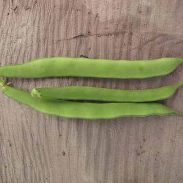 John's Beans climbing French bean from the Heritage Seed Library