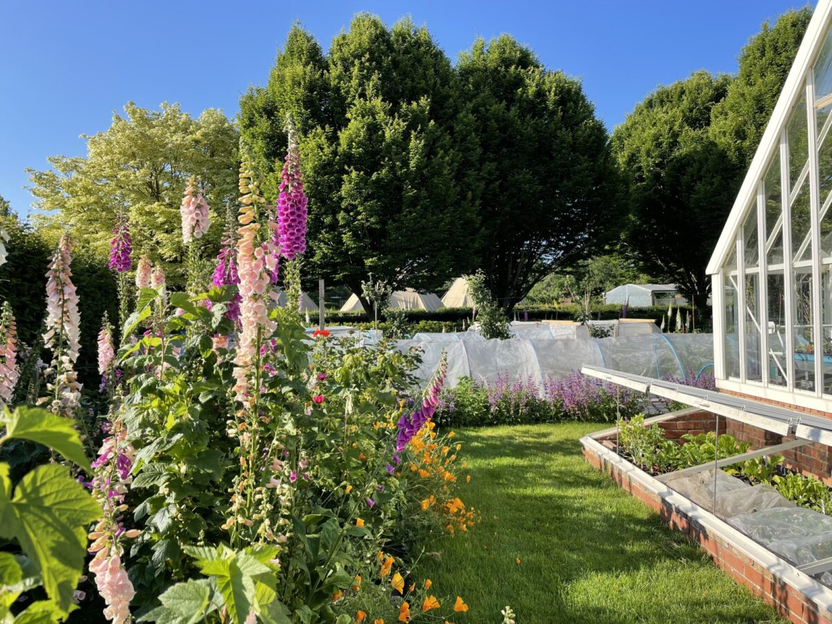 Foxgloves in Ryton garden in June