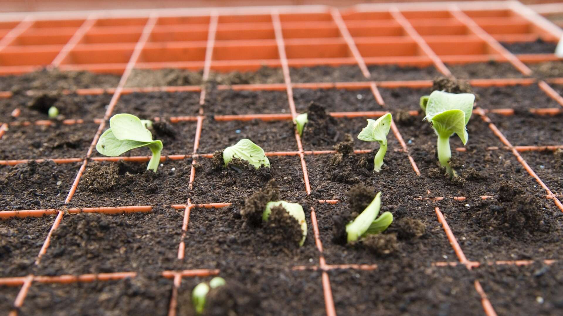 Germinating courgettes