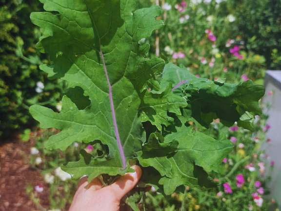 Hand holding leaves of Ragged Jack kale